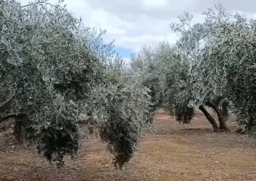 Certificado Premium EVOO by Gold Award Dubaiooc 2025.