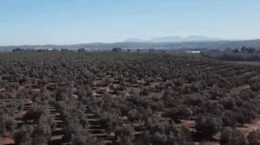 Certificado Premium EVOO by Gold Award Dubaiooc 2025.